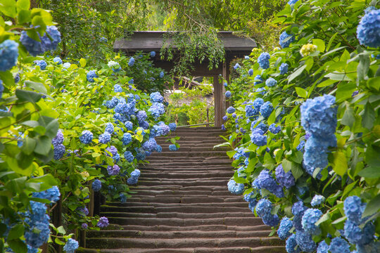 明月院　山門前の石段