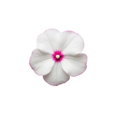 Close up of a delicate white periwinkle flower with a vibrant pink center isolated on transparent background