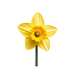 A single vibrant yellow daffodil flower with a detailed trumpet and petals isolated on transparent background