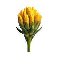 Close up of a yellow flower bud with green sepals and stem isolated on transparent background