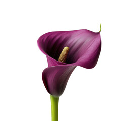 Elegant deep purple calla lily flower with golden spadix isolated on transparent background