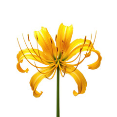 Striking yellow spider lily flower with long stamens isolated on transparent background