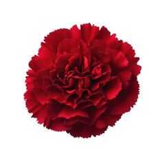 Close up of a vibrant red carnation flower with detailed ruffled petals isolated on transparent background