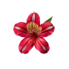 Close up of a vibrant red alstroemeria flower with striking yellow and black stripes isolated on transparent background