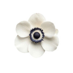 Delicate white anemone flower with dark blue center isolated on transparent background