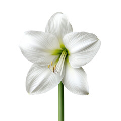 Elegant white amaryllis flower with delicate petals and green stem isolated on transparent background