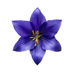 Close up of a vibrant purple bellflower with delicate veins and yellow stamens isolated on transparent background