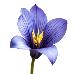 Close up of a delicate purple crocus flower with yellow stamens isolated on transparent background
