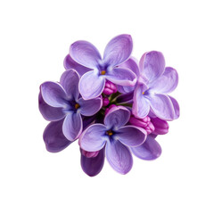 Delicate macro shot of purple lilac blossoms with buds isolated on transparent background