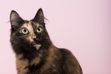 Porträt einer Türkisch Angora Katze