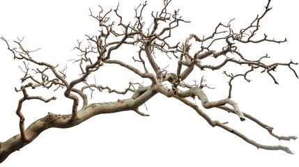 Fototapeta premium A dry tree branch, stark and isolated against a pure white background. This simple yet evocative image can be used in various nature - themed projects, such as environmental awareness campaigns, 