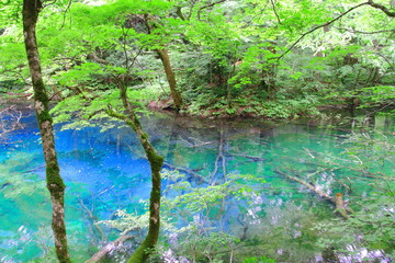 白神山地（沸壺の池）
