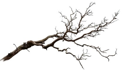 Fototapeta premium A dry tree branch, stark and isolated against a pure white background. This simple yet evocative image can be used in various nature - themed projects, such as environmental awareness campaigns, 