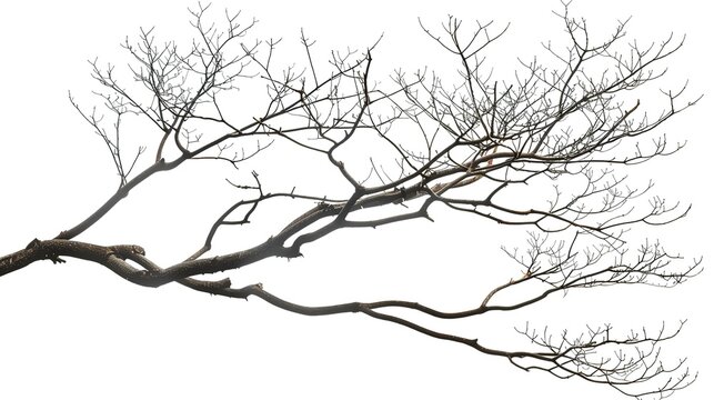 A dry tree branch, stark and isolated against a pure white background. This simple yet evocative image can be used in various nature - themed projects, such as environmental awareness campaigns, 