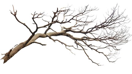 A dry tree branch, stark and isolated against a pure white background. This simple yet evocative image can be used in various nature - themed projects, such as environmental awareness campaigns, 