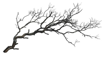 Obraz premium A dry tree branch, stark and isolated against a pure white background. This simple yet evocative image can be used in various nature - themed projects, such as environmental awareness campaigns, 