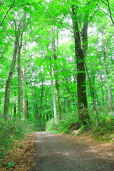 Naklejka premium 白神山地（ブナ自然林）