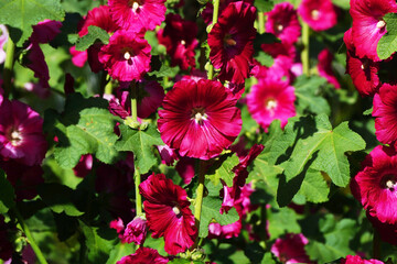 beautiful hollyhock flower or althaea flower