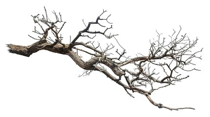 Obraz premium A dry tree branch, stark and isolated against a pure white background. This simple yet evocative image can be used in various nature - themed projects, such as environmental awareness campaigns, 