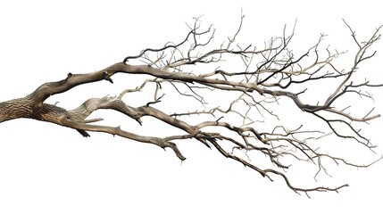 Fototapeta premium A dry tree branch, stark and isolated against a pure white background. This simple yet evocative image can be used in various nature - themed projects, such as environmental awareness campaigns, 