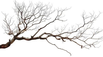 A dry tree branch, stark and isolated against a pure white background. This simple yet evocative image can be used in various nature - themed projects, such as environmental awareness campaigns, 