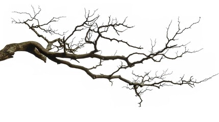 Fototapeta premium A dry tree branch, stark and isolated against a pure white background. This simple yet evocative image can be used in various nature - themed projects, such as environmental awareness campaigns, 
