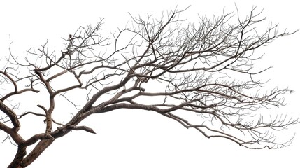 Fototapeta premium A dry tree branch, stark and isolated against a pure white background. This simple yet evocative image can be used in various nature - themed projects, such as environmental awareness campaigns, 
