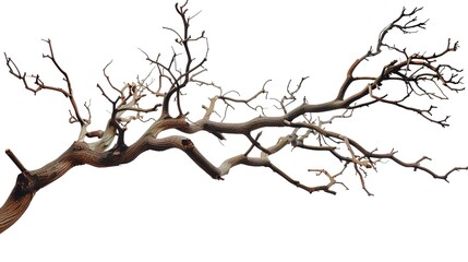 Fototapeta premium A dry tree branch, stark and isolated against a pure white background. This simple yet evocative image can be used in various nature - themed projects, such as environmental awareness campaigns, 