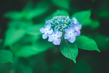 美しい形の紫陽花,Beautiful hydrangea