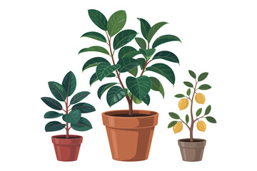 Green potted houseplant with lush leaves, perfect for home gardening and nature-inspired growth