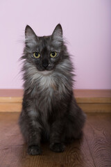 Porträt einer Türkisch Angora Katze
