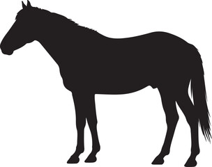 Creat full black image vector of Nez Perce Horse in silhouette pure white background.