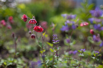 Geum Bell Bank blooming in spring garden by catmint. Bright coral pink flowers blossom near nepeta.