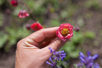 Gardener checking geum Bell Bank blooming in spring garden by catmint. Bright coral pink flowers blossom near nepeta.