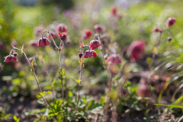 Geum Bell Bank blooming in spring garden. Bright coral pink flowers blossom planted in groups.