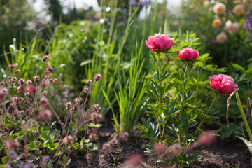 Coral peony Lorelei blooming in spring garden by seed heads of geum.
