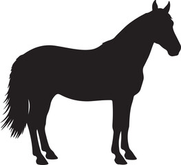  East Bulgarian horse in silhouette pure white background.