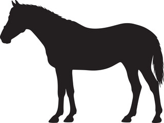 Murgese in silhouette pure white background.