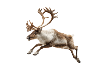 Running Reindeer With Large Antlers Is Leaping Against A Transparent Background Brown And White Fur Visible