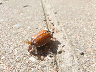 May beetle, brown beetle crawling on paving stones. Melolontha beetle, insect close-up