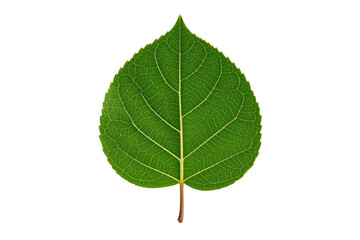 Green leaf close up leaf veins plant life nature background botany on transparent background