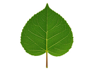 Isolated green leaf close up botanical plant nature leaf texture vein on transparent background
