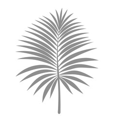 Fototapeta premium Palm Leave Illustration