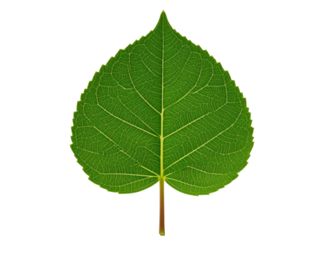 Isolated green leaf close up botanical plant nature leaf texture vein on transparent background