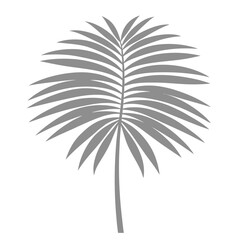 Palm Leave Illustration
