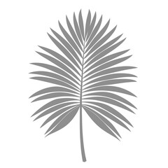 Obraz premium Palm Leave Illustration