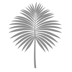 Obraz premium Palm Leave Illustration