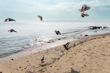 Lisbon old town Portugal seagulls on the beach banks of the Tagus river at Comerce square