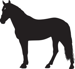 Mallorquin horse in silhouette pure white background. 