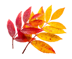 Fresh organic mountain ash leaves beautifully shown